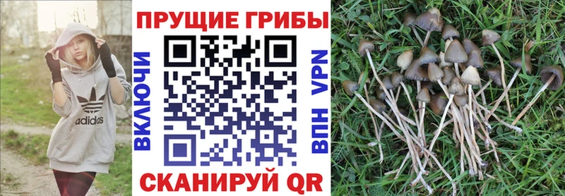 Купить  Руза  Галлюциногенные грибы Magic Shrooms 
